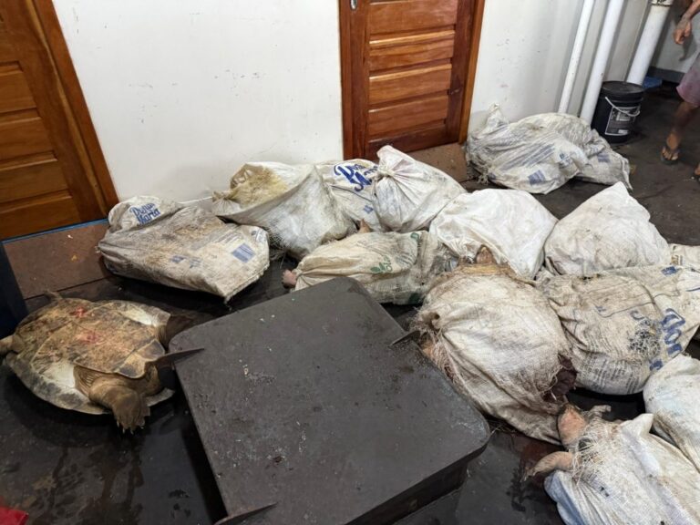 Ação no Porto de Parintins apreende 49 tartarugas da Amazônia em embarcação vinda de Santarém/PA